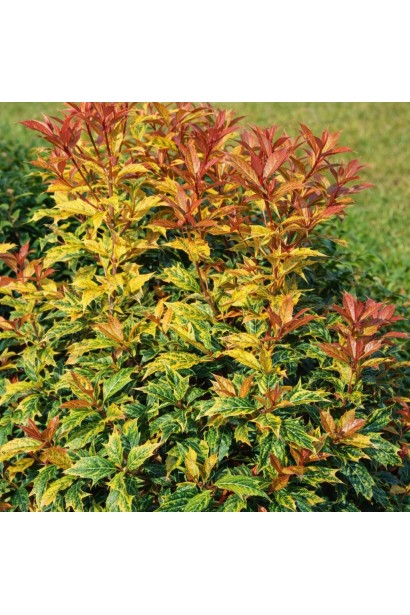 Османтус різнолистий Гошікі